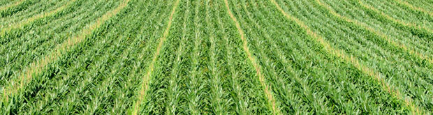 Narrower rows could reduce the need for herbicides