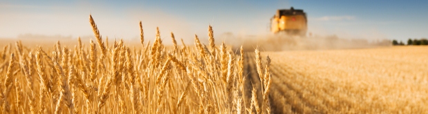 Australian wheat production outlook:  June 2016