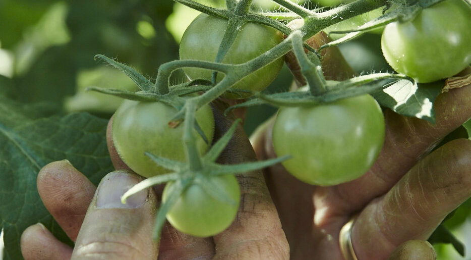 High-tech tomatoes with traditionally good flavour
