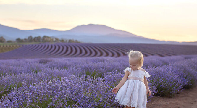 Purple is the new black: Why consumers can’t get enough of Bridestowe Estate lavender