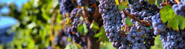Australian wine producers on the way to China
