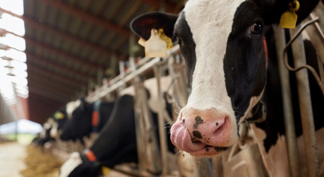 How one dairy farm expanded to Asia and became an industry leader