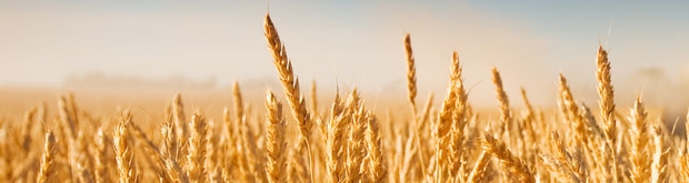 NAB tips for budgeting and grain marketing for 2013