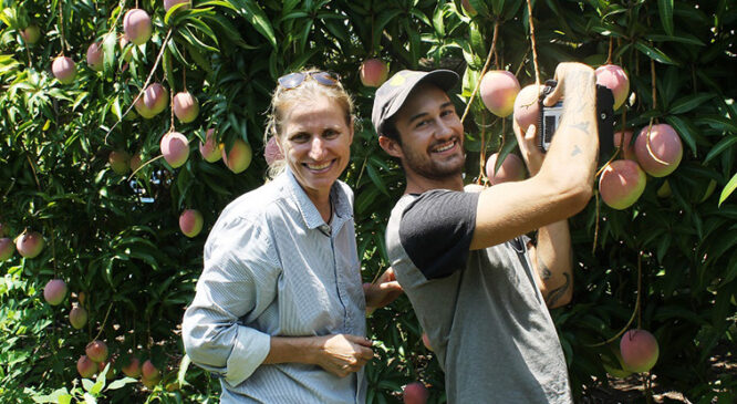 Satellites and infrared guns deliver hi-tech boost to mango growers
