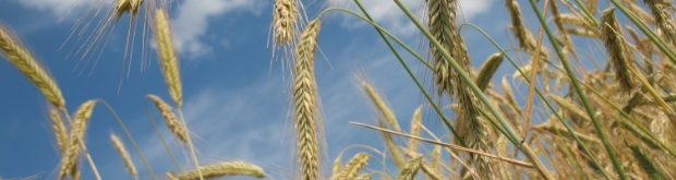 In focus: Wheat Market Update July 2015