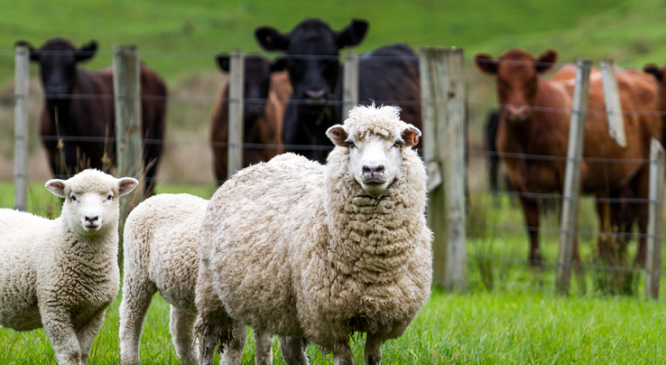 Asia’s accelerating meat demand: An opportunity for Australian meat and dairy exporters