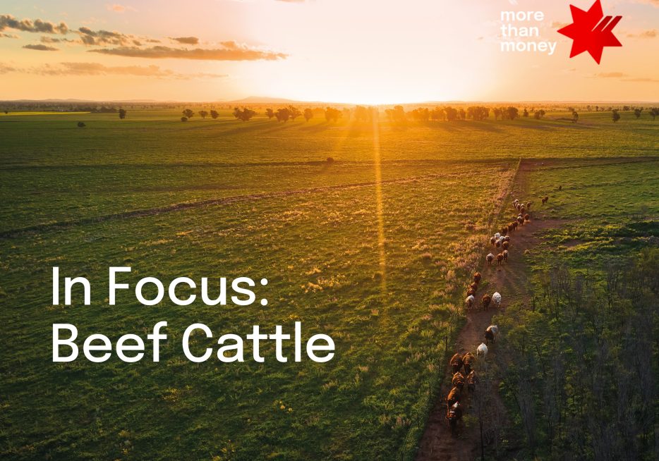 NAB Beef Cattle In Focus: April 2024