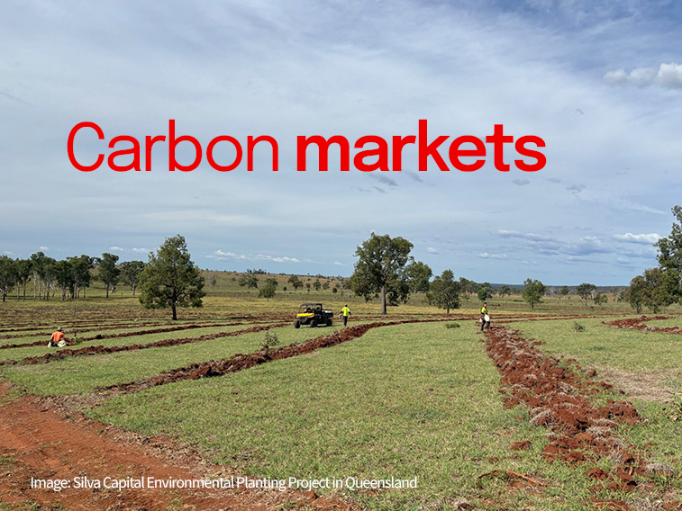 Developer insights: carbon projects tipped to follow renewables path to scale