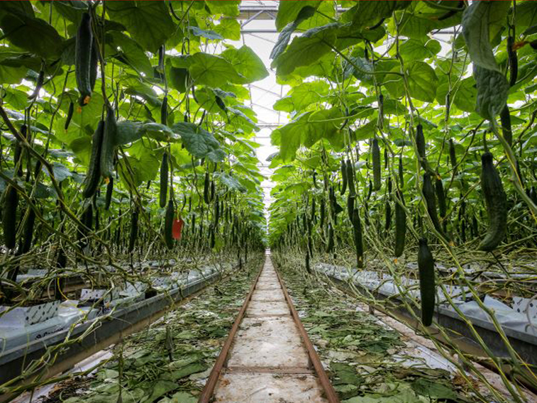 Innovation in horticulture to double productivity